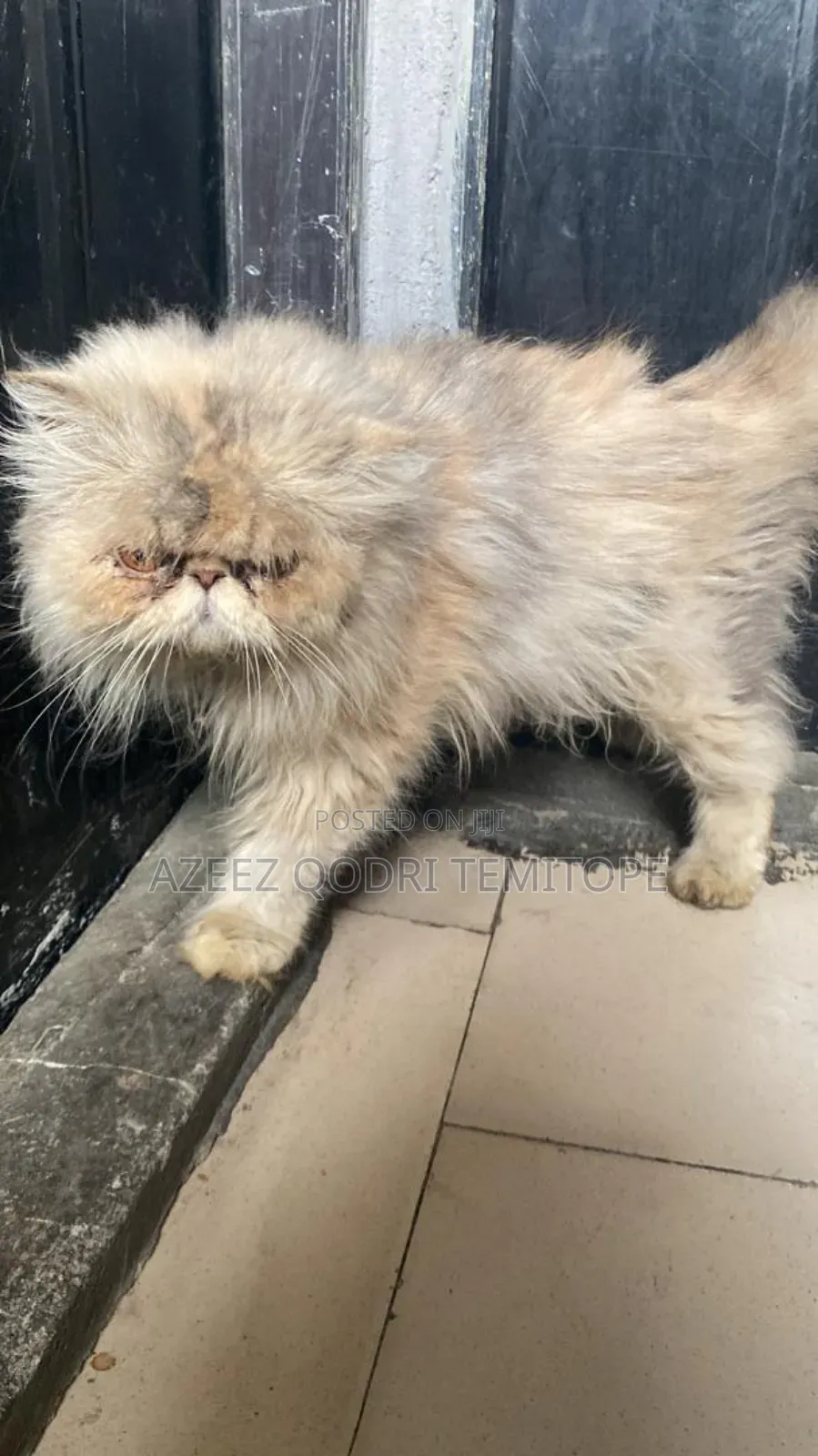1+ year Female Purebred Persian