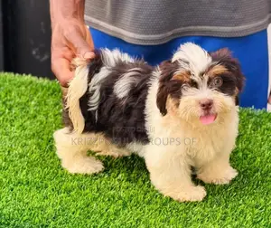 1-3 months Male Purebred Lhasa Apso