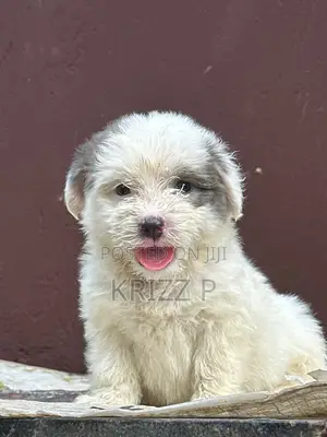 1-3 months Male Purebred Lhasa Apso