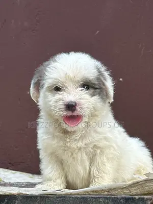 1-3 months Male Purebred Lhasa Apso