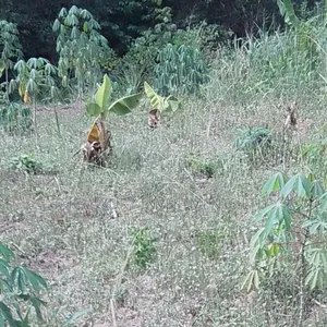 Bareland at Oduduwa Way