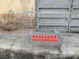 Quail Cage