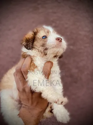 0-1 month Male Purebred Lhasa Apso