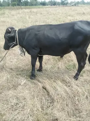 Healthy Local Cow (Ehi Igbo) for Sale – Strong Affordable