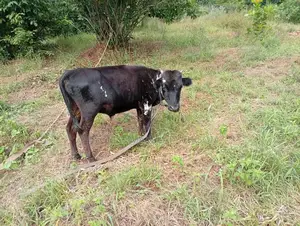 Healthy Local Cow (Ehi Igbo) for Sale – Strong Affordable