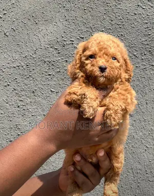 1-3 months Female Purebred Poodle