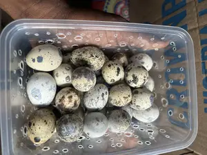 Quail Eggs