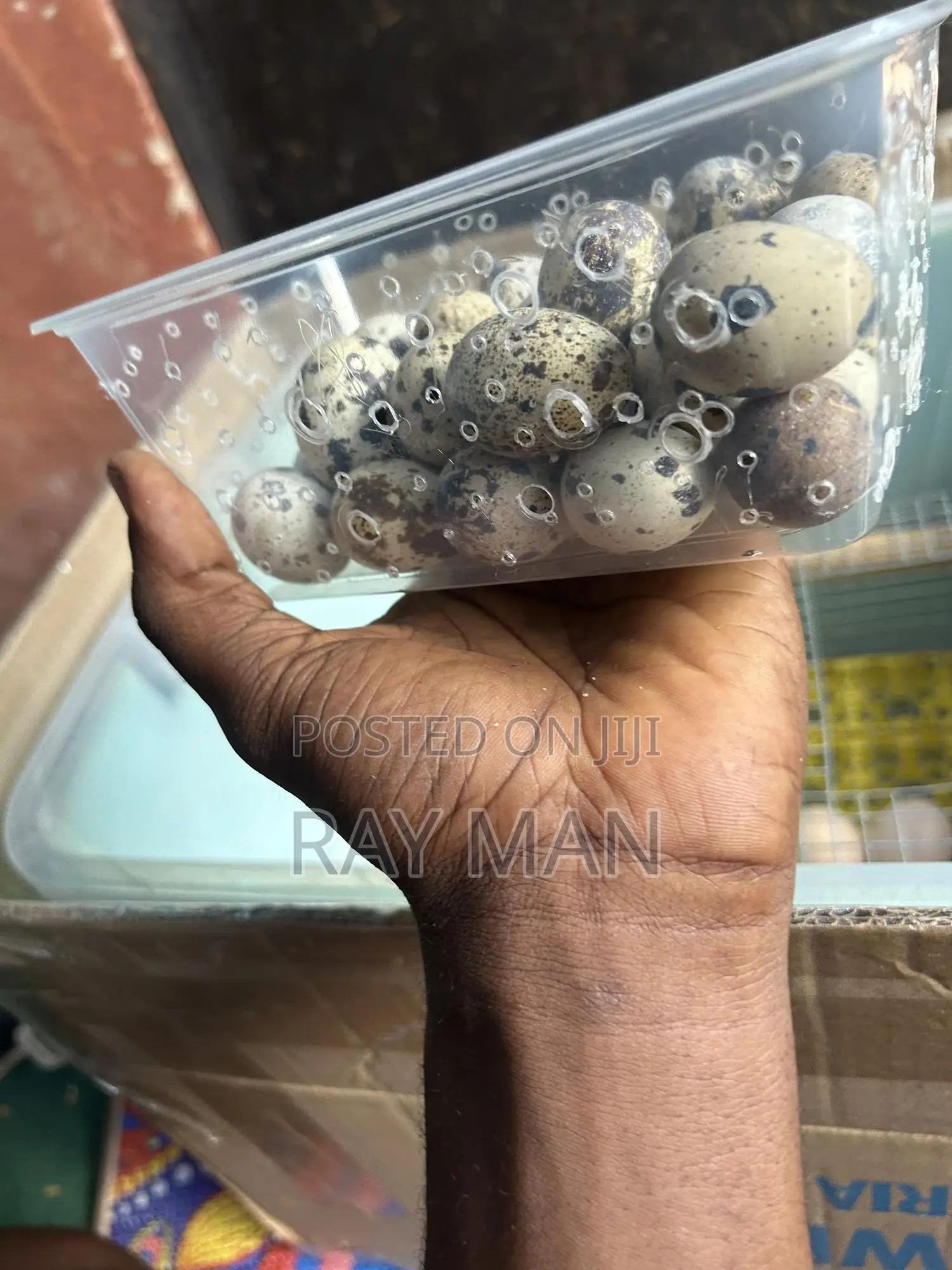 Quail Eggs