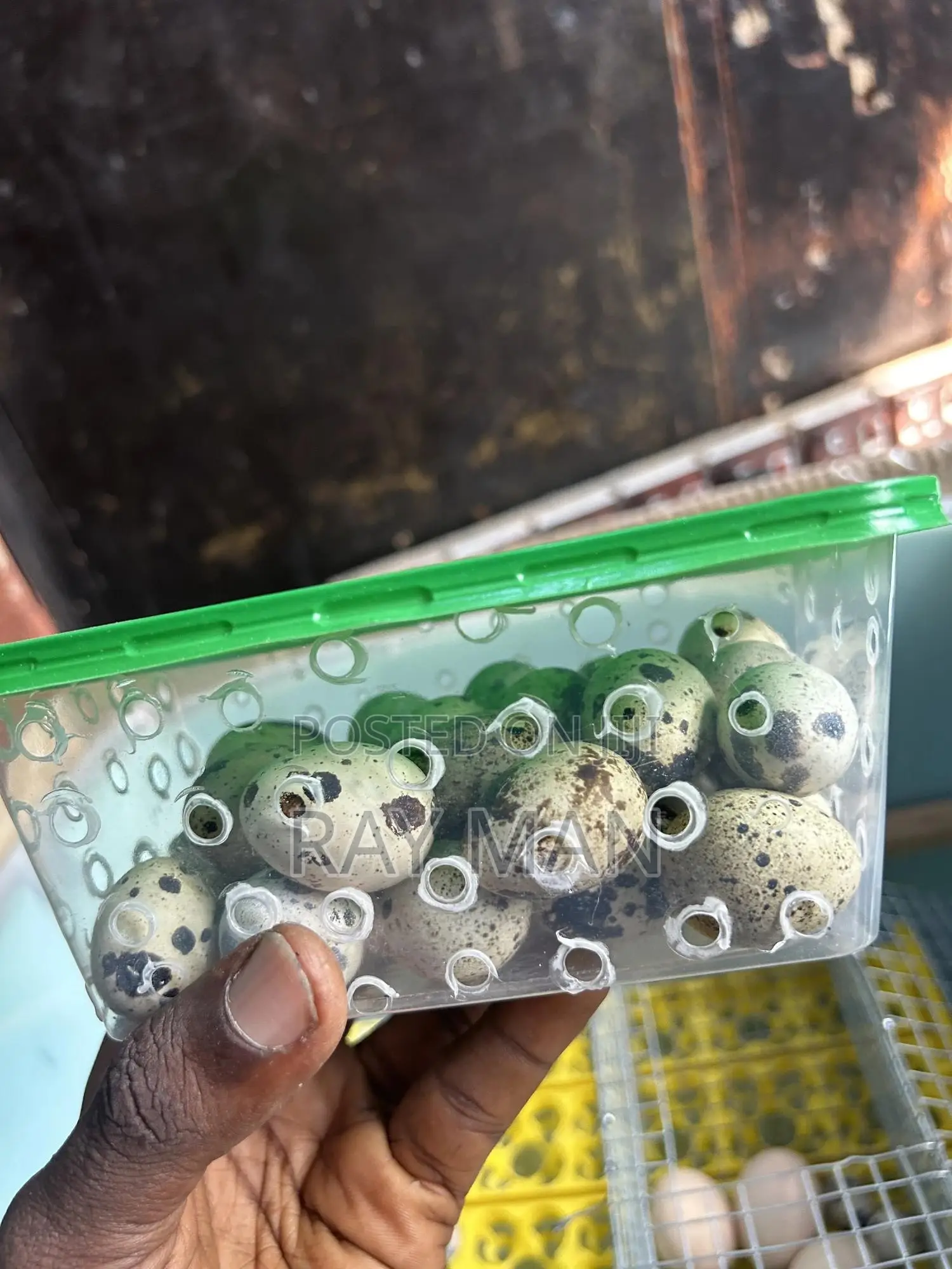 Quail Eggs