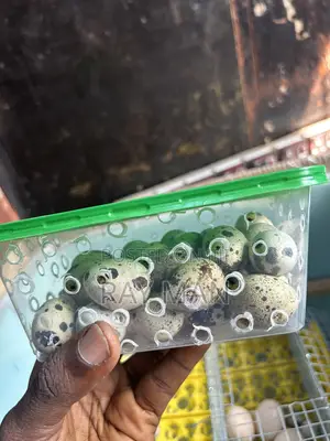 Quail Eggs