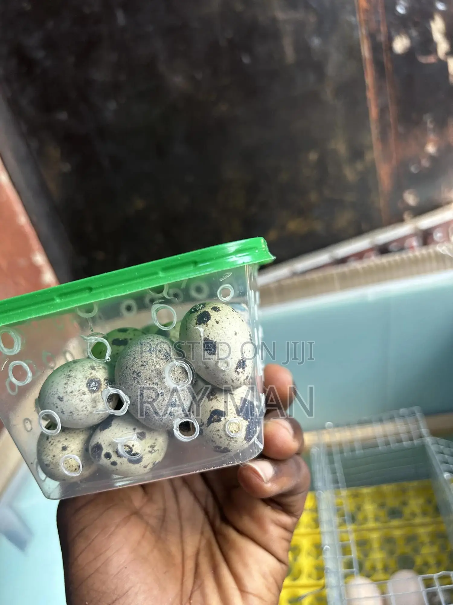 Quail Eggs