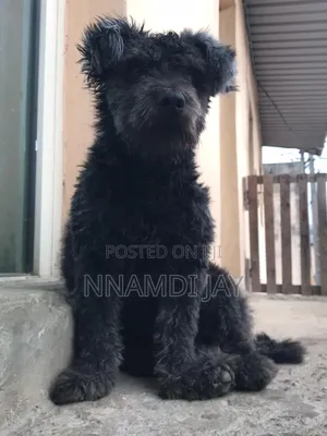 6-12 months Male Mixed Breed Lhasa Apso