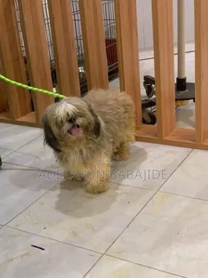 1+ year Male Purebred Shih Tzu