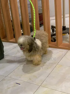 1+ year Male Purebred Shih Tzu