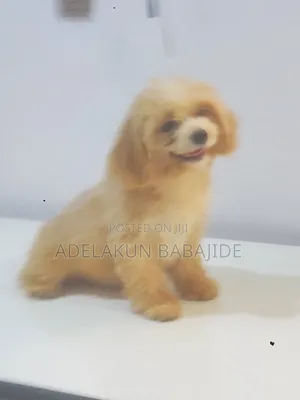 3-6 months Male Purebred Lhasa Apso