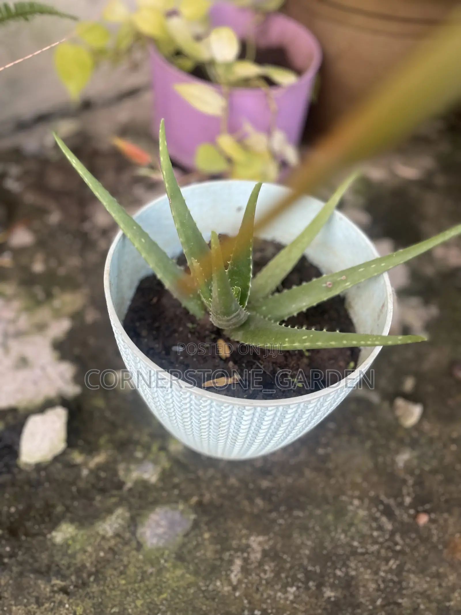 Aloe Vera Plants