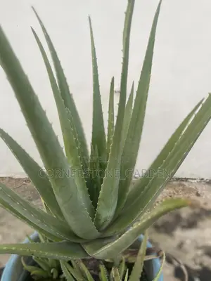 Aloe Vera Plants