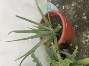 Aloe Vera Plants