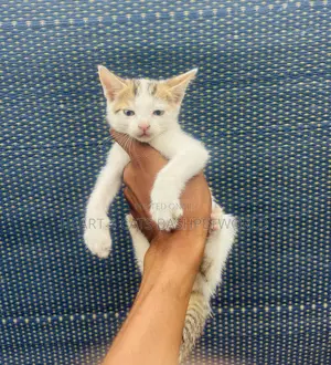 1-3 months Male Purebred American Shorthair