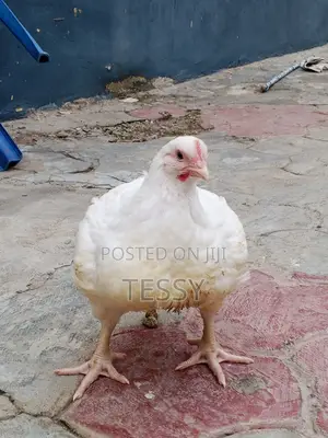 Broiler Chicken - 