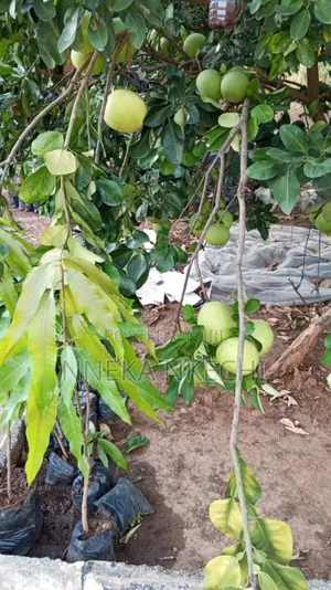 Shardock Seedlings