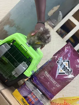 0-1 month Male Purebred Persian