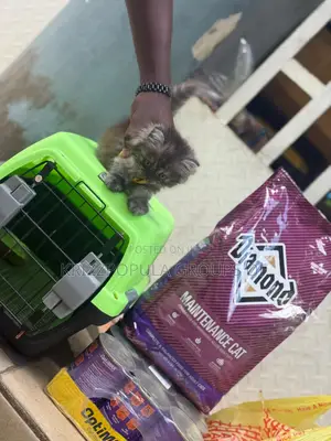 0-1 month Male Purebred Persian