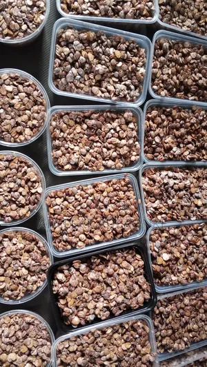 Fresh and Dried Locust Beans