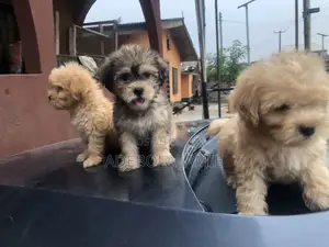 1-3 months Female Purebred Lhasa Apso