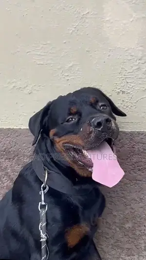 1+ year Male Purebred Rottweiler