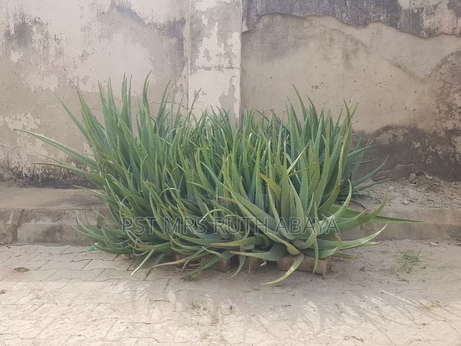 Aloe Vera Plant