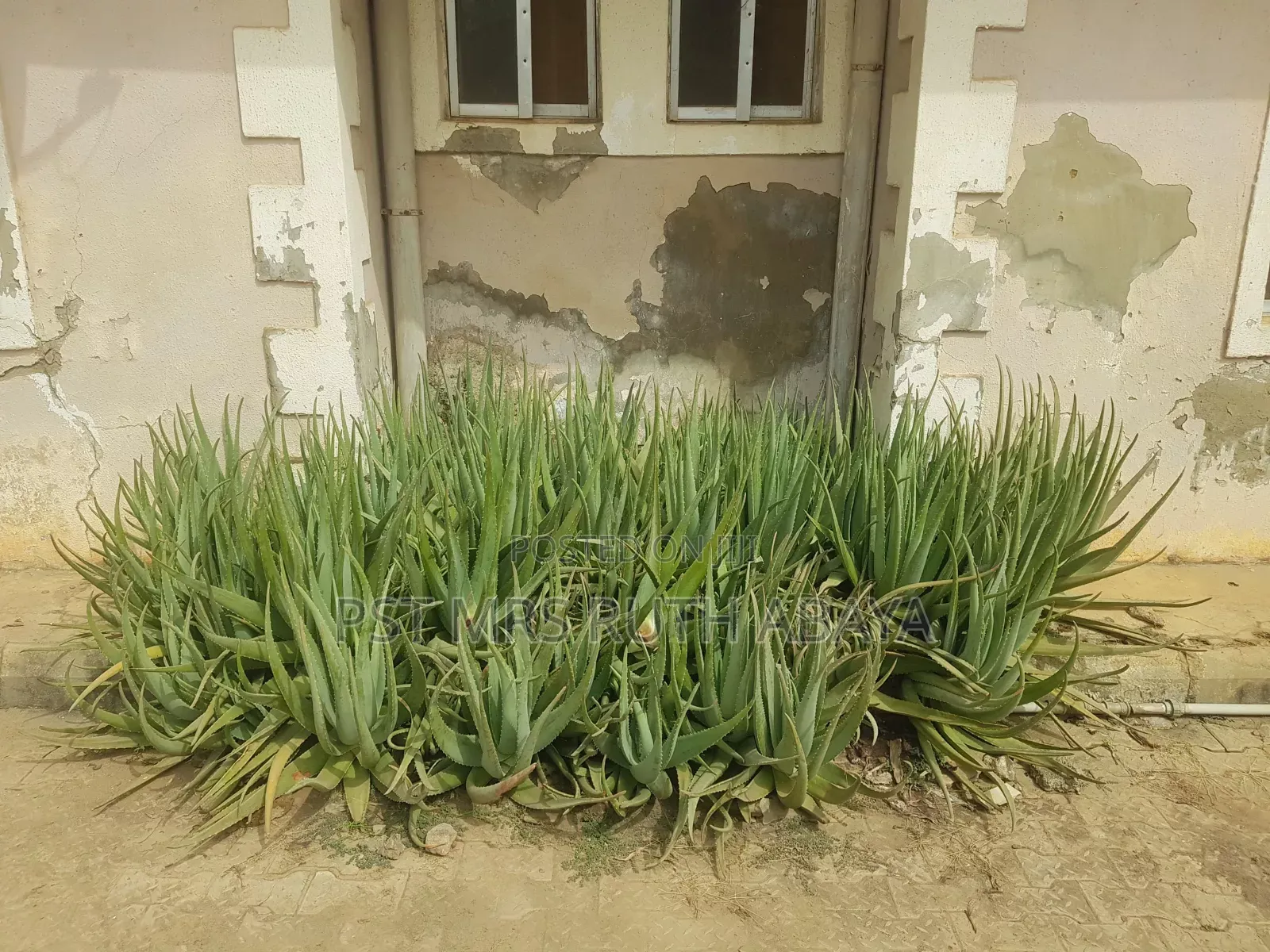 Aloe Vera Plant