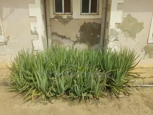 Aloe Vera Plant