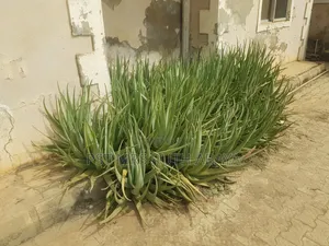 Aloe Vera Plant