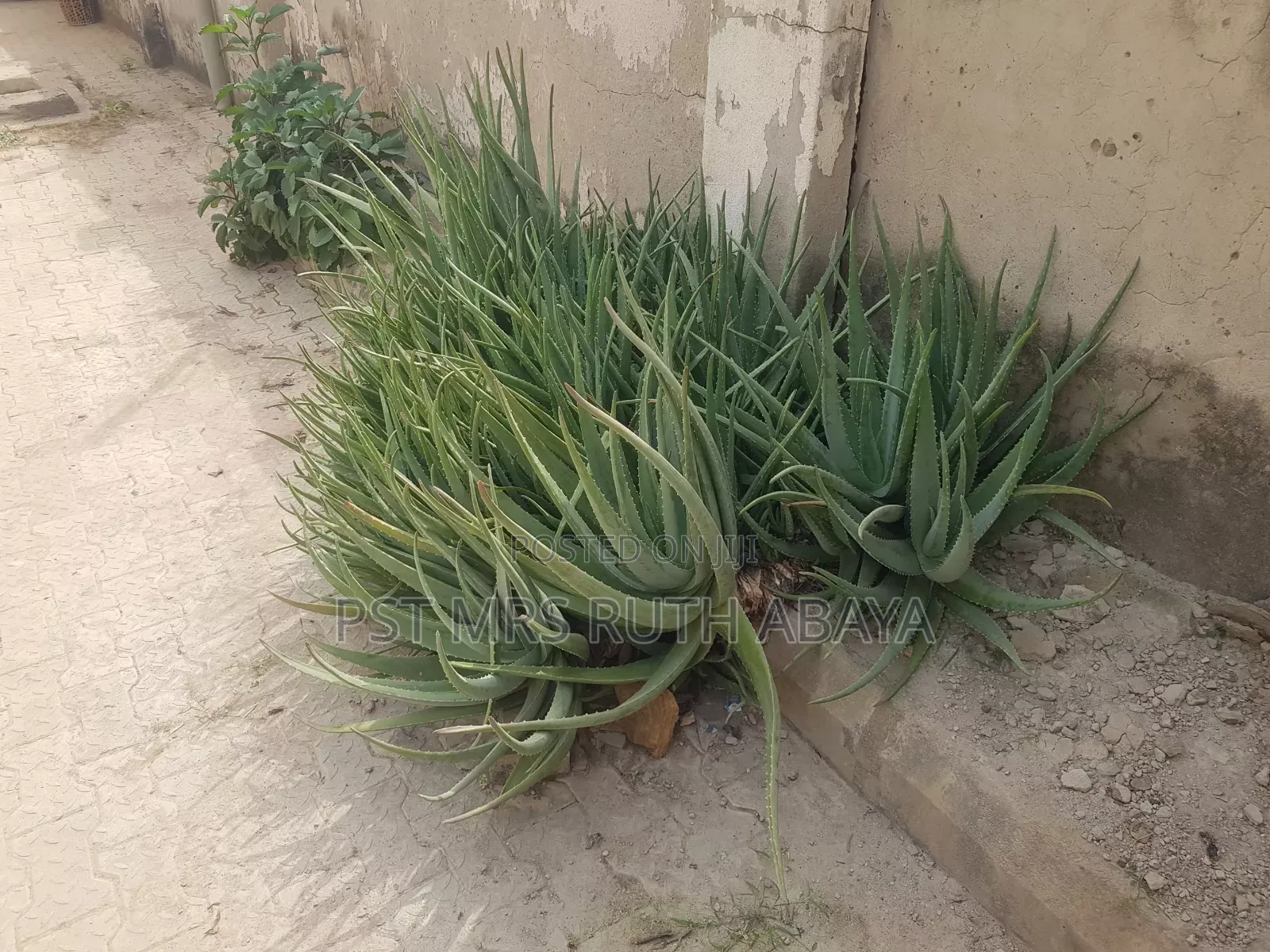 Aloe Vera Plant