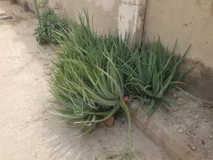 Aloe Vera Plant