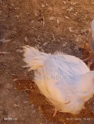 I Sell Quality Farm Products Such As Fishes, Chickens And Turkey