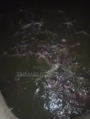 Catfish and Pigs