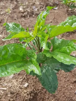 Ugu Ugwu Pumpkin Seedlings Seed