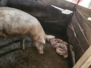 Full Grown Pigs