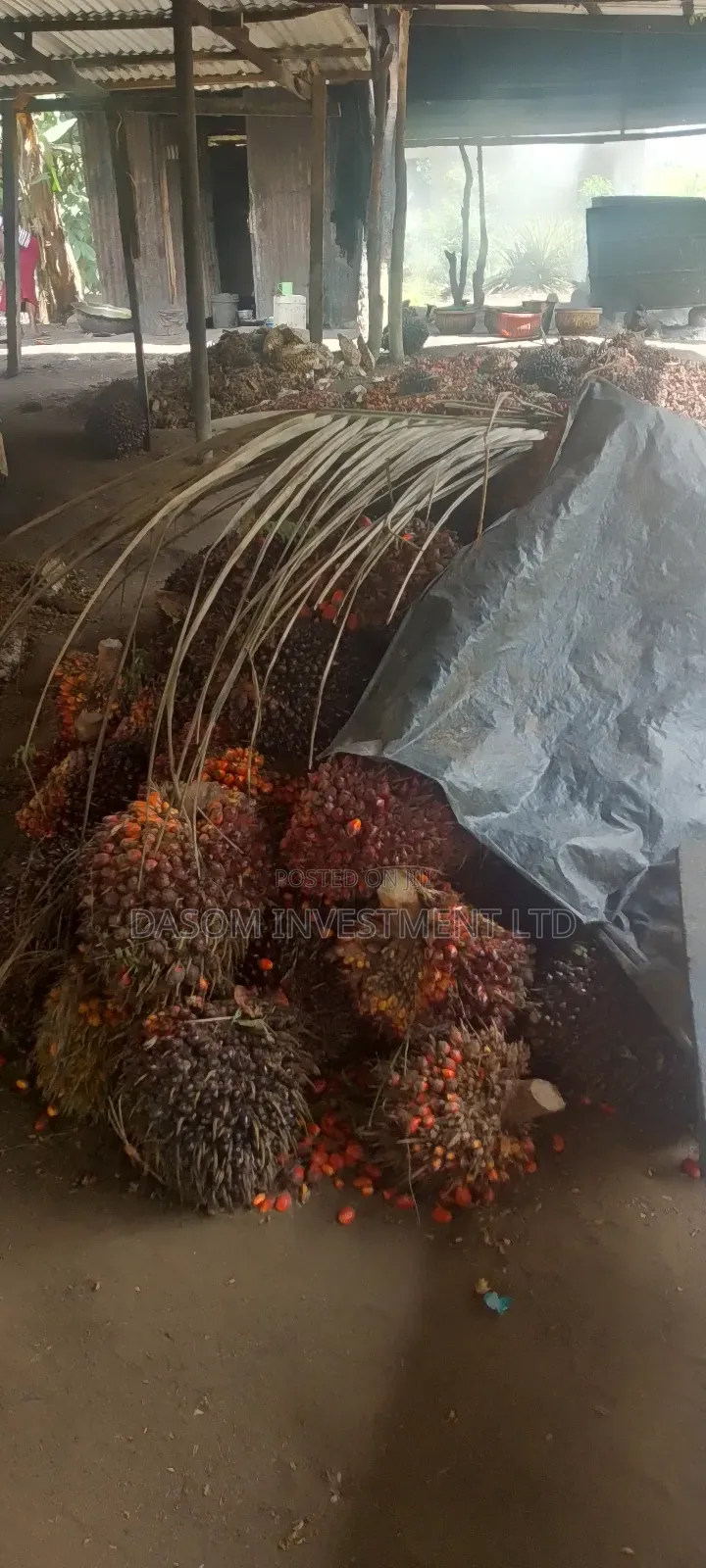 Palm Oil 25ltrs