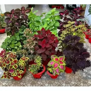 Colourful Coleous Flowers