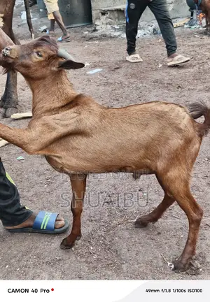 Life Goats Rams and Cows