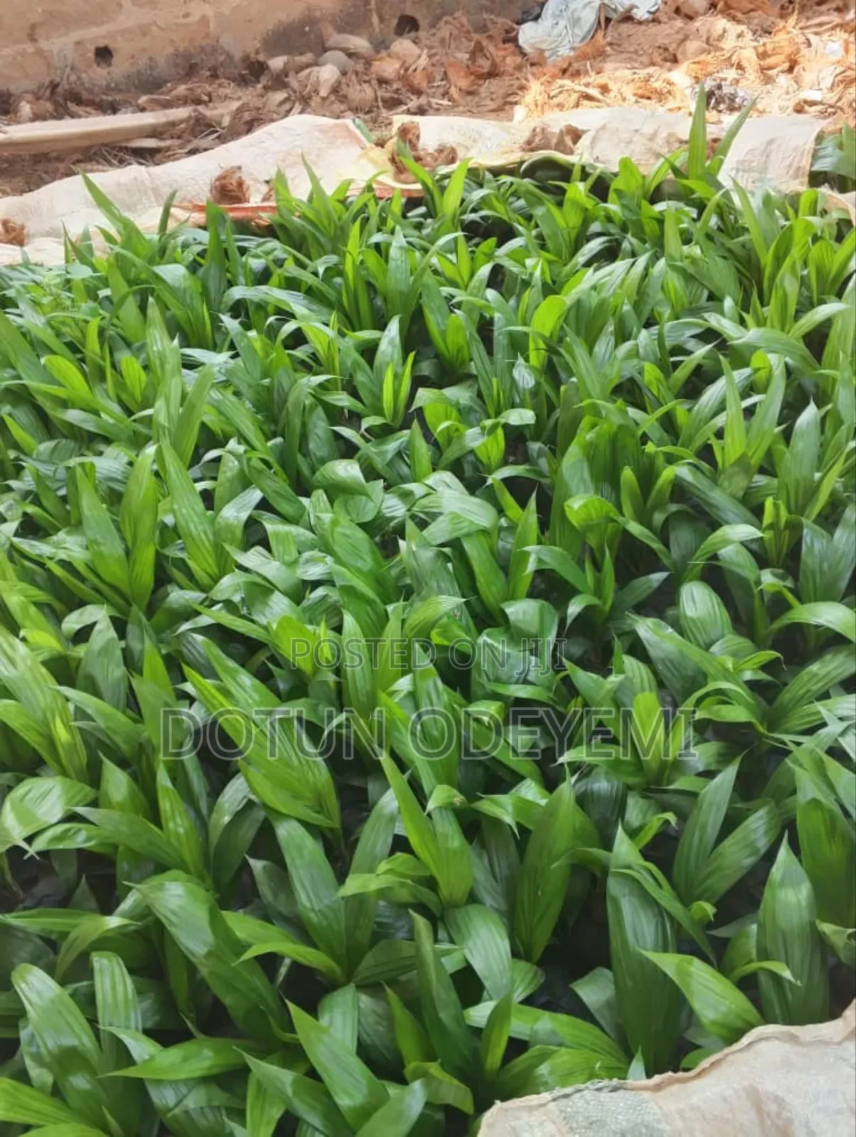 Tenera Oil Palm Seedlings