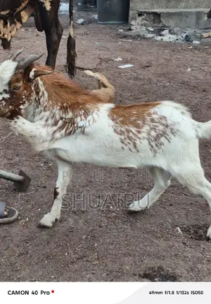 Life Goats Rams and Cows at Affordable Price