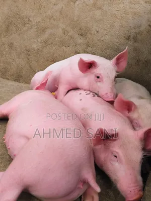Healthy Weaned Piglets for Sale – Fast Growth Quality Breeds