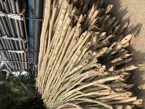 Bamboo Stick