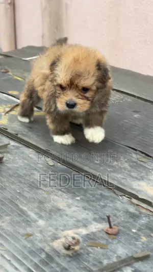 1-3 months Male Purebred Lhasa Apso