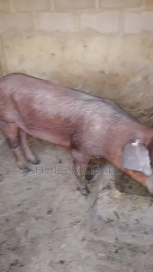 Pure Breed Piglets And Adults Available