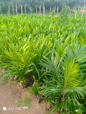 Palm Oil Seedlings Good for Human Consumption